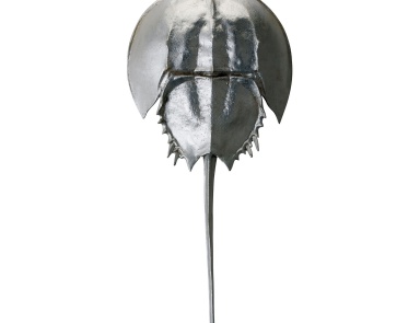 Аксессуар Silver Mica Horseshoe Crab Dimond Home