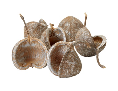 Аксессуар Silver Gilt Wash Buddha Nut Shells- Set Of 6 Dimond Home