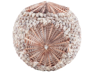 Аксессуар Sliced Shell Spiral Ball Dimond Home